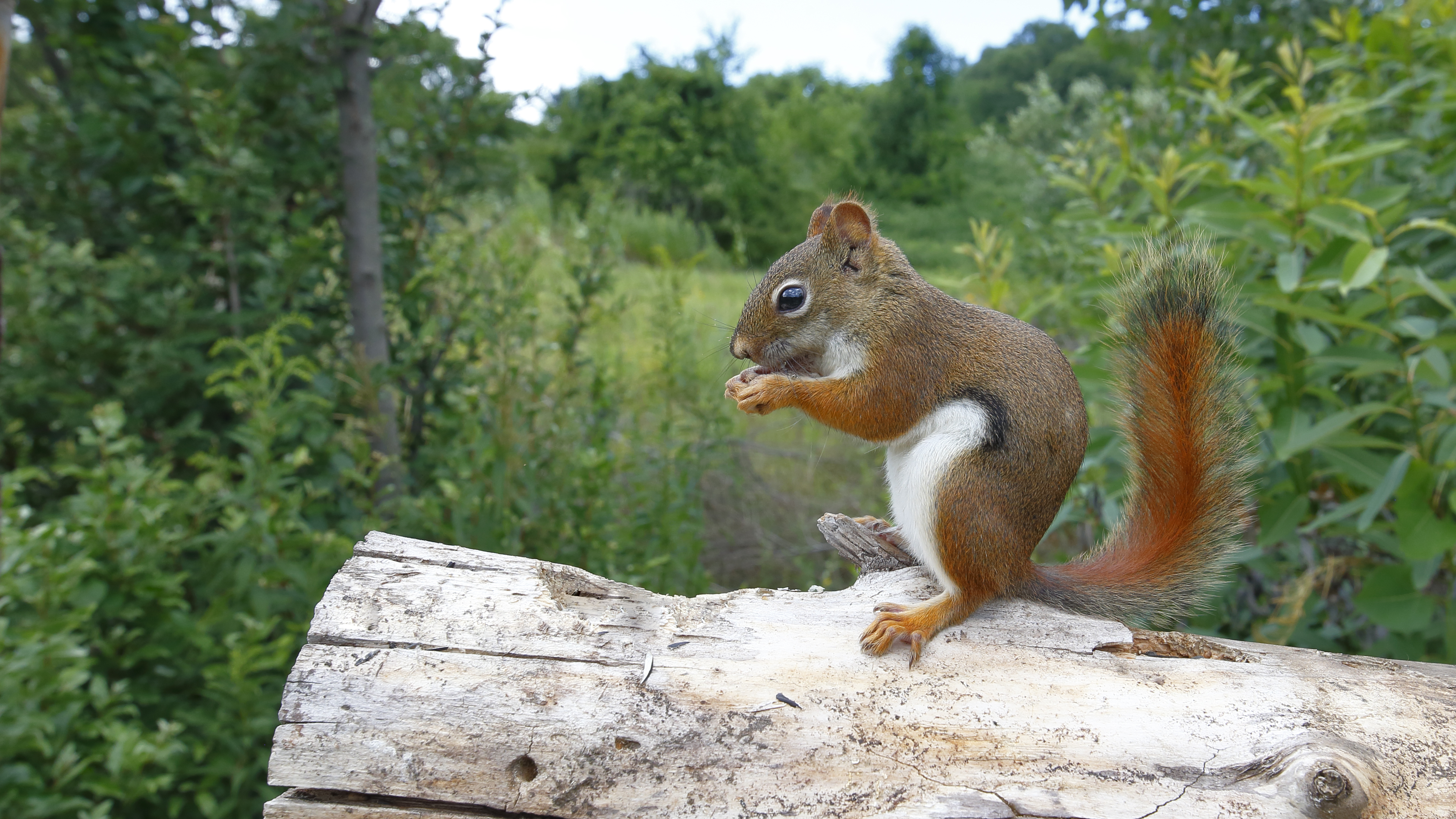 Red Squirrel.jpg