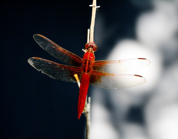 RedDragonFlySmall.jpg