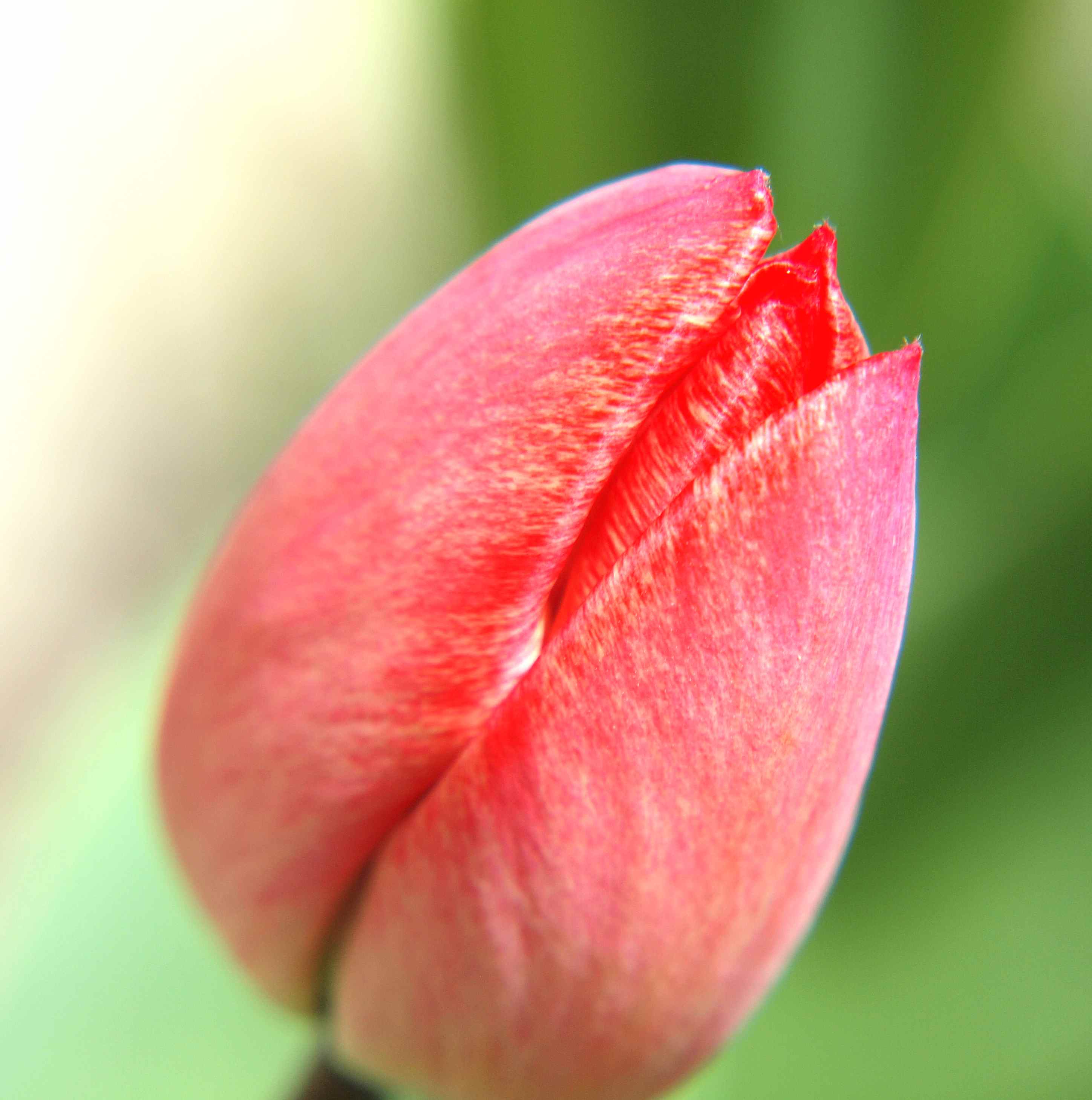 RedTulip2.jpg