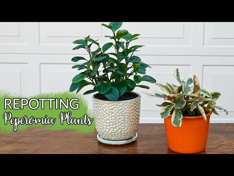 Repotting Peperomias: What You Need To Know &amp;amp; The Mix They Like Best / Joy Us Garden