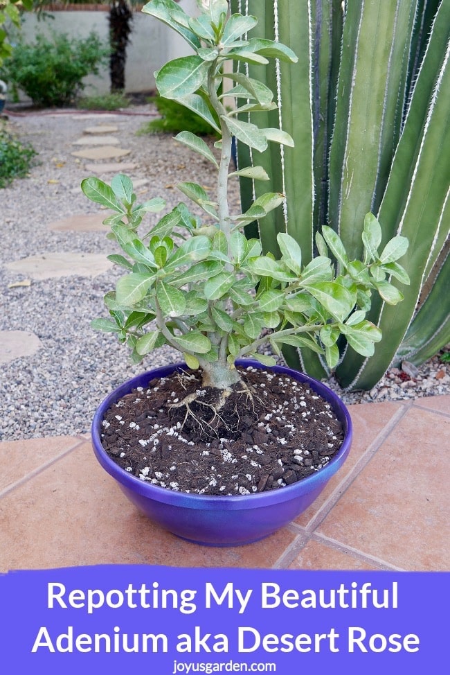 Repotting-My-Beautiful-Adenium-aka-Desert-Rose_new.jpg