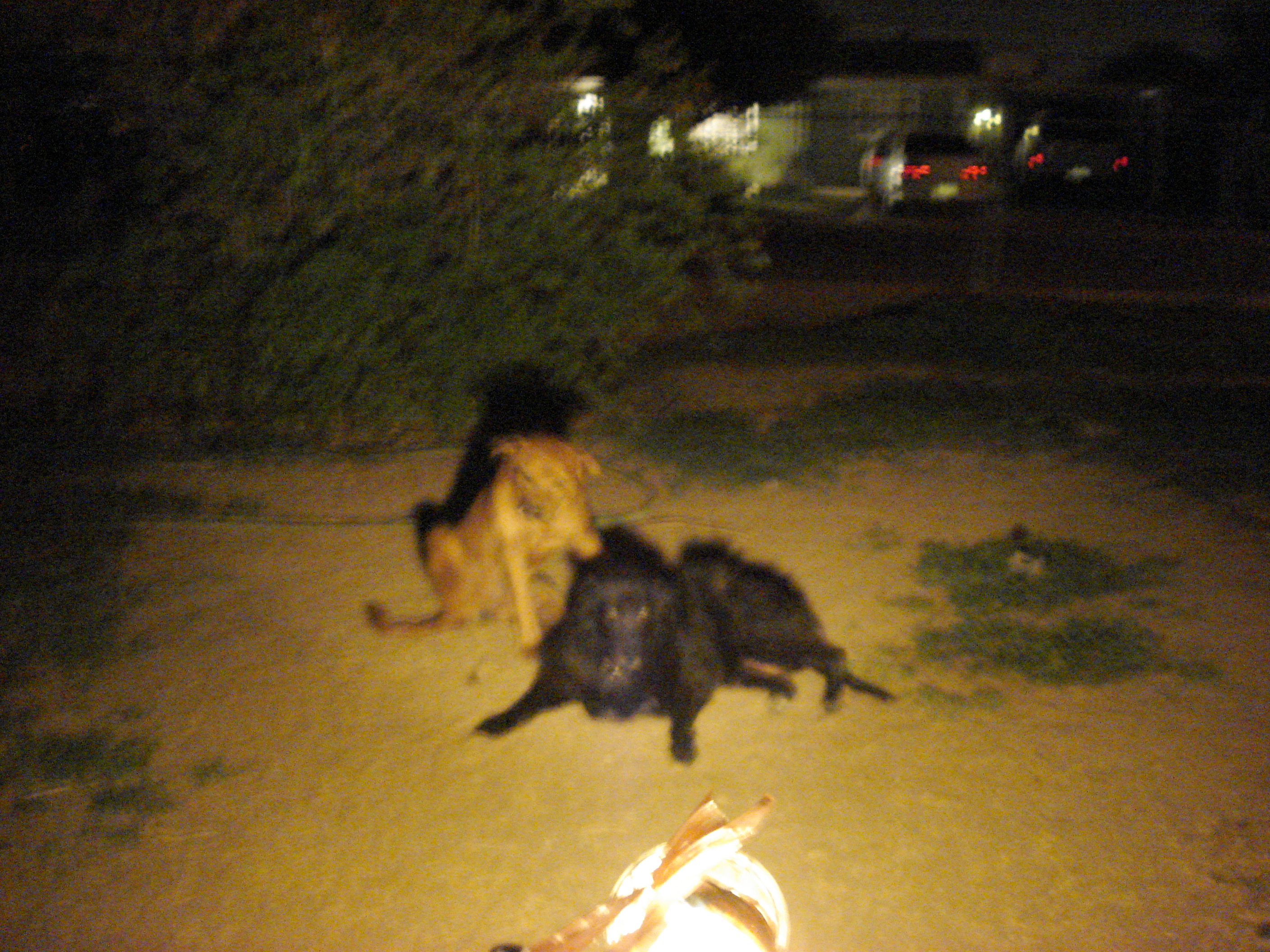 Rider View with Dogs 9 feet from Headlight ISO1000 AUTOMODE DSC02023.JPG