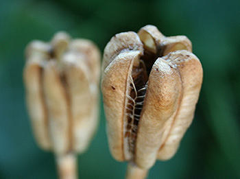 RipeLilySeedPod.jpg