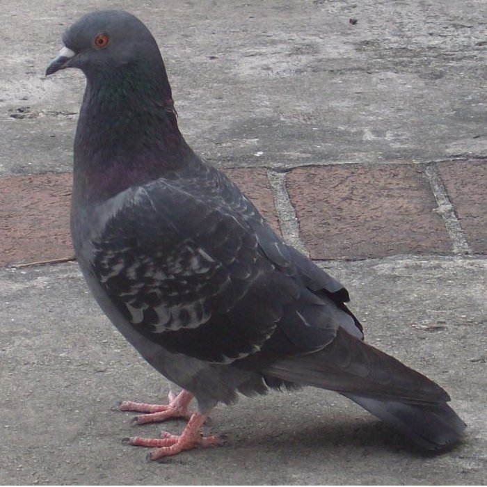 Rock Pigeon in city