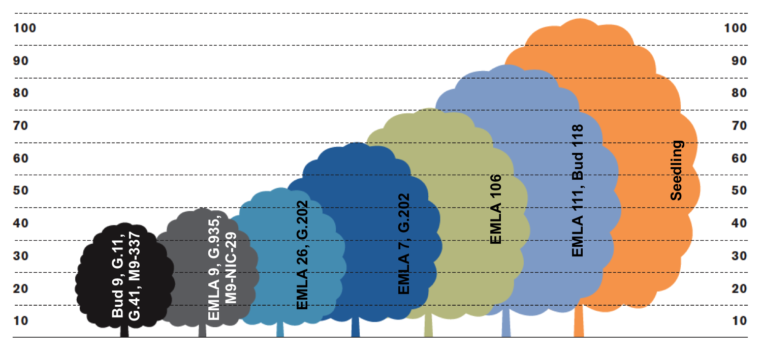 Rootstocks-apple.png