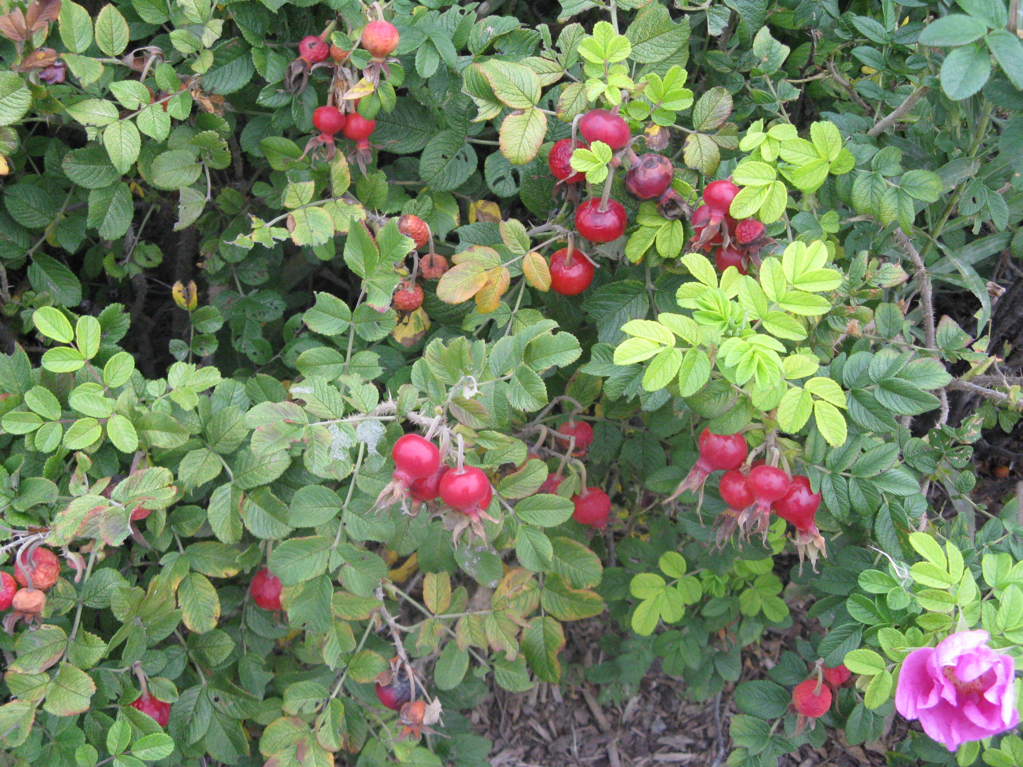 Rose Hip 6.JPG