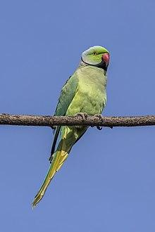 Rose-ringed_parakeet_(Psittacula_krameri_borealis)_male_Jaipur_2.jpg