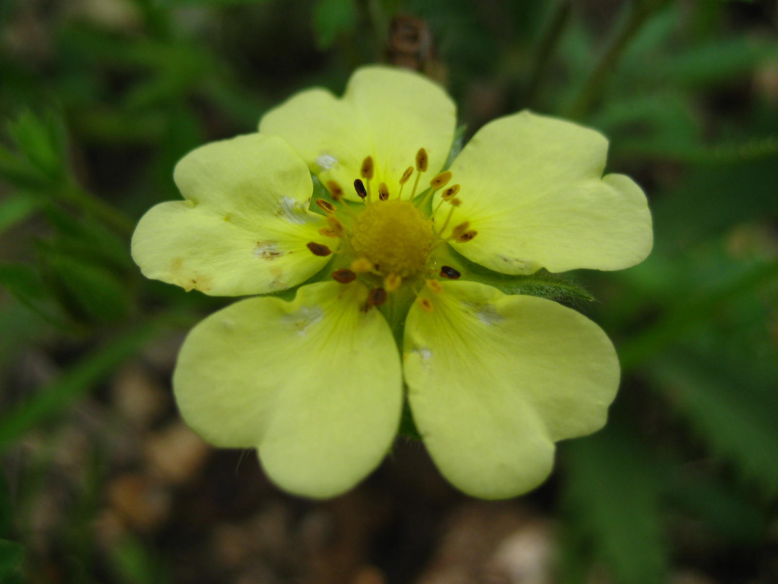 Rough-Fruited Cinquefoil