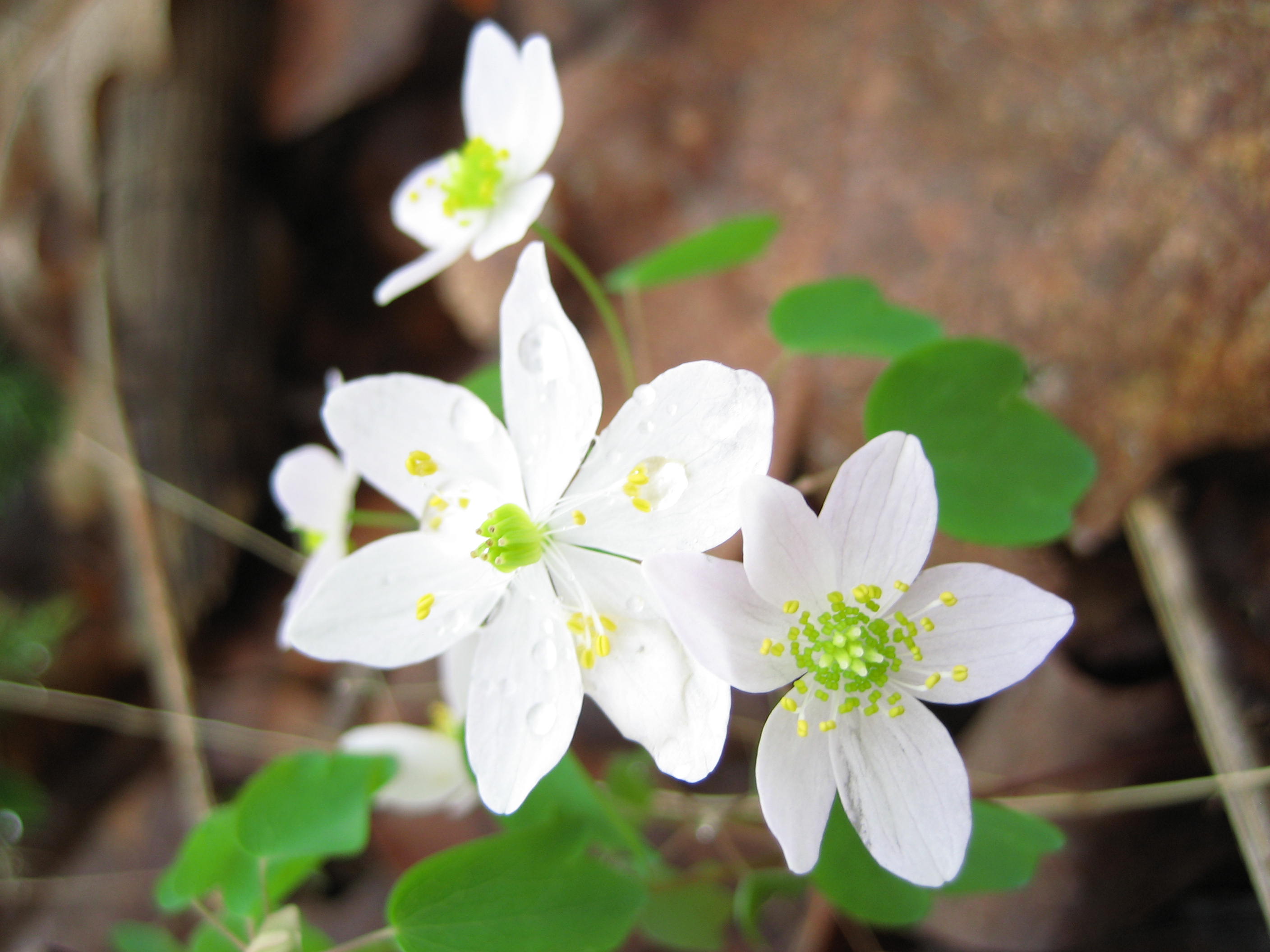 Rue Anemone