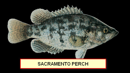 SACRAMENTO PERCH.jpg