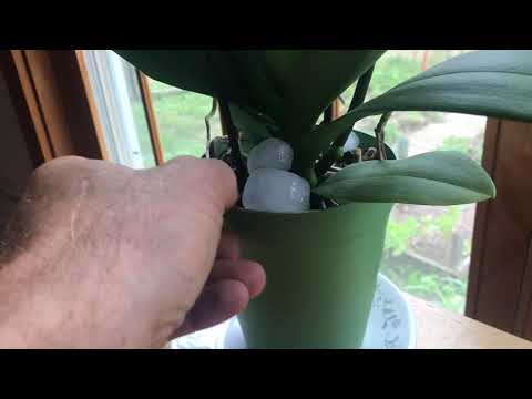 SECRET to watering your orchids