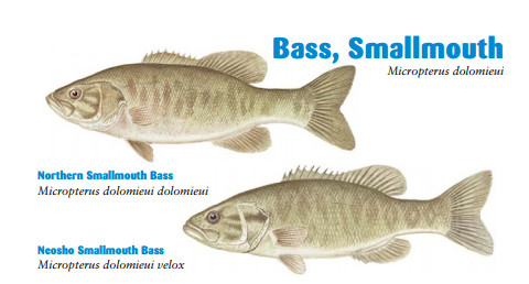 SMALL MOUNTH BASS.jpg