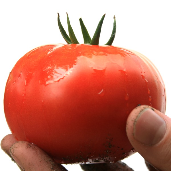 SOModelingTomatoCloseupSmall.JPG