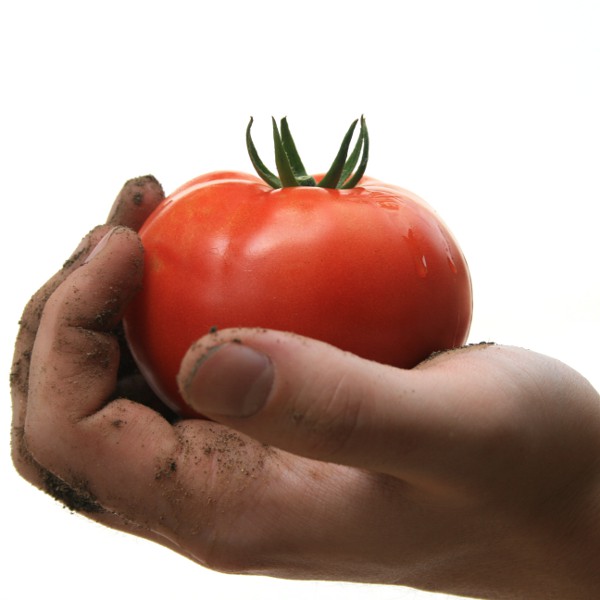 SOModelingTomatoPalmSmall.JPG