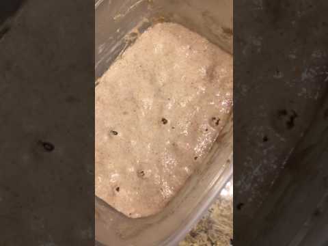 SOURDOUGH STARTER