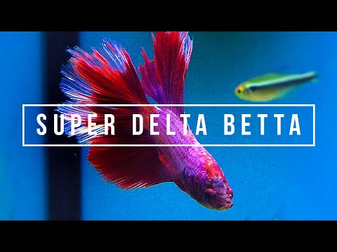 SUPER DELTA BETTA | Quick Aquarium Vlog #1