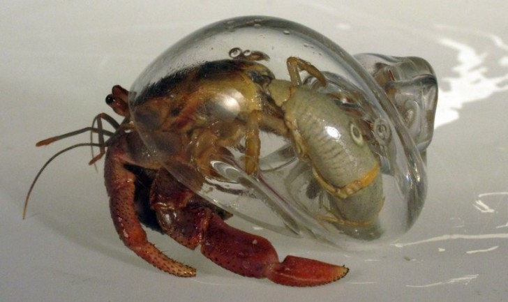 SWA-Hermit-Crab-Shell-728x433.jpg