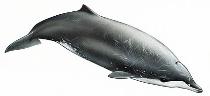 SWA-pygmy-beaked-whale.jpg