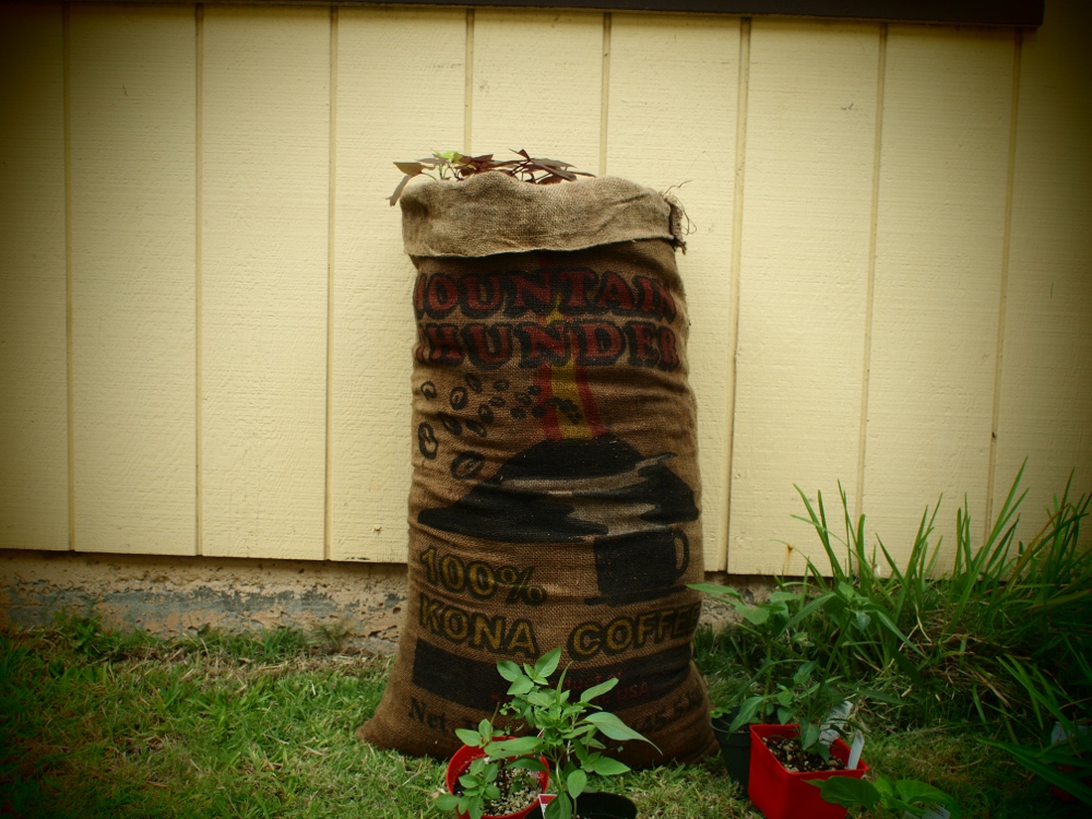 Sack-garden-6.JPG