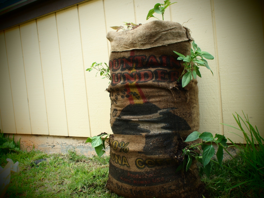 Sack-garden-9.JPG