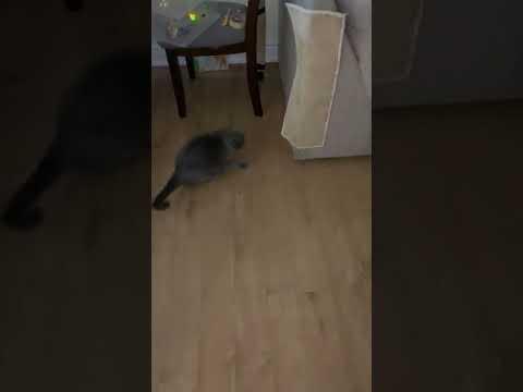 SadCat project video 1.0