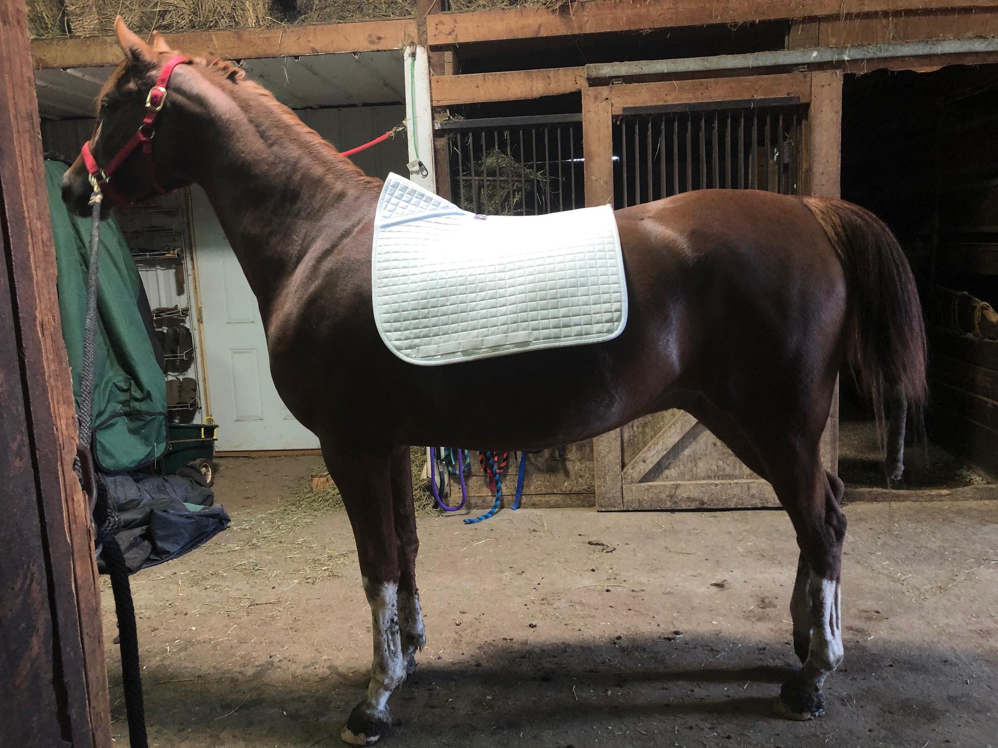 Saddle Pad.jpg