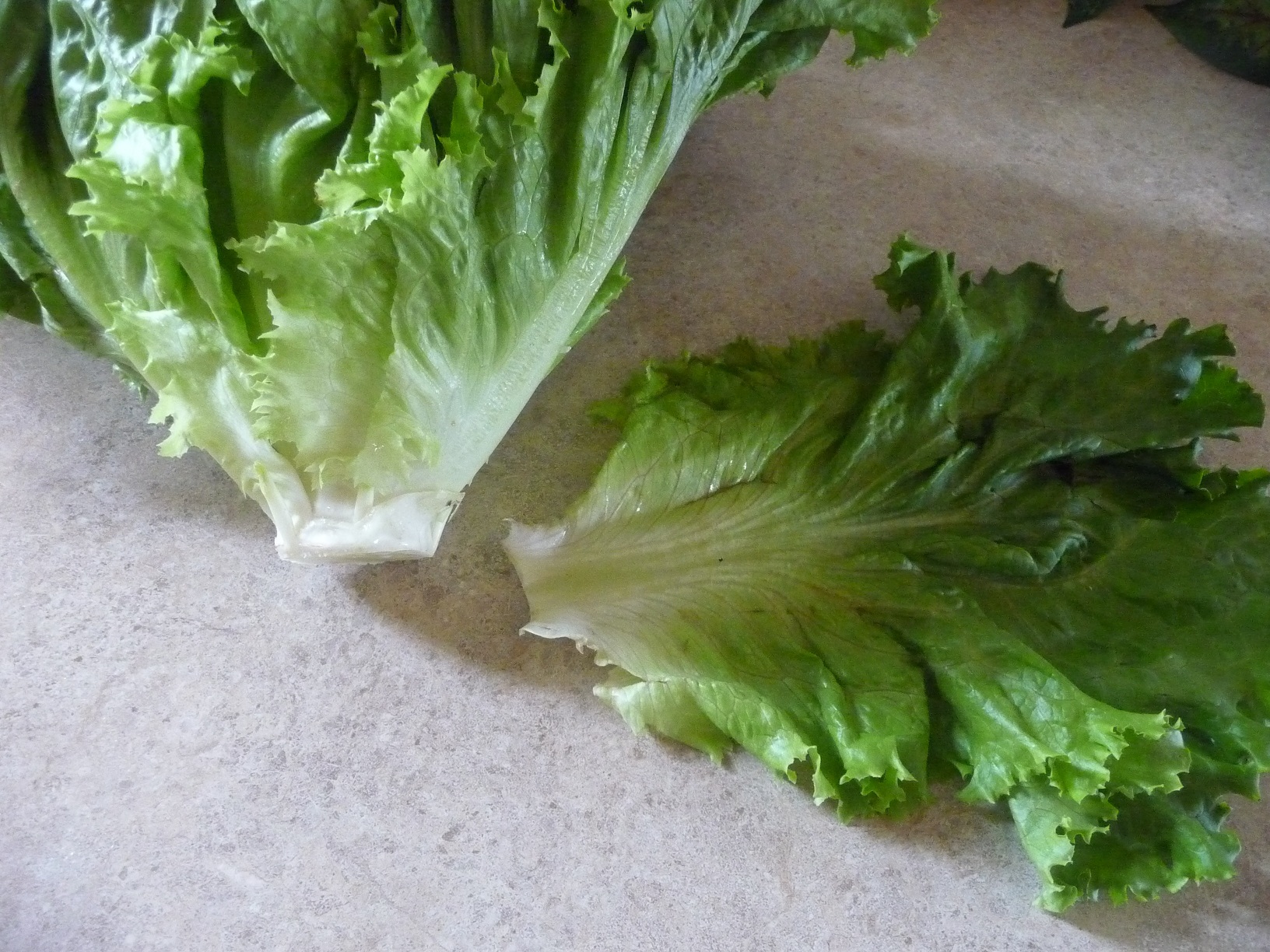 Salad2.jpg