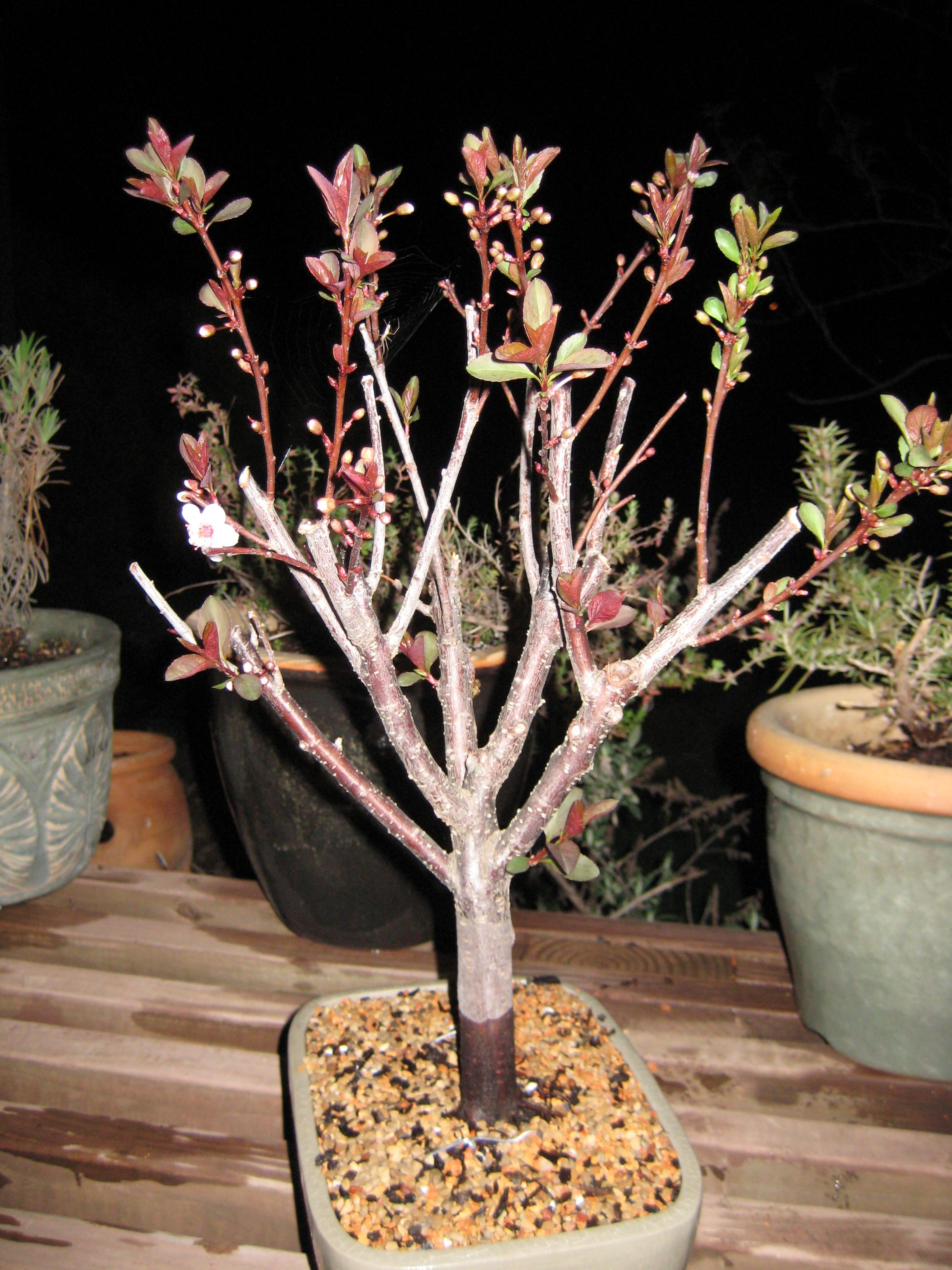 Sandcherry Bonsai 3-5-10.jpg