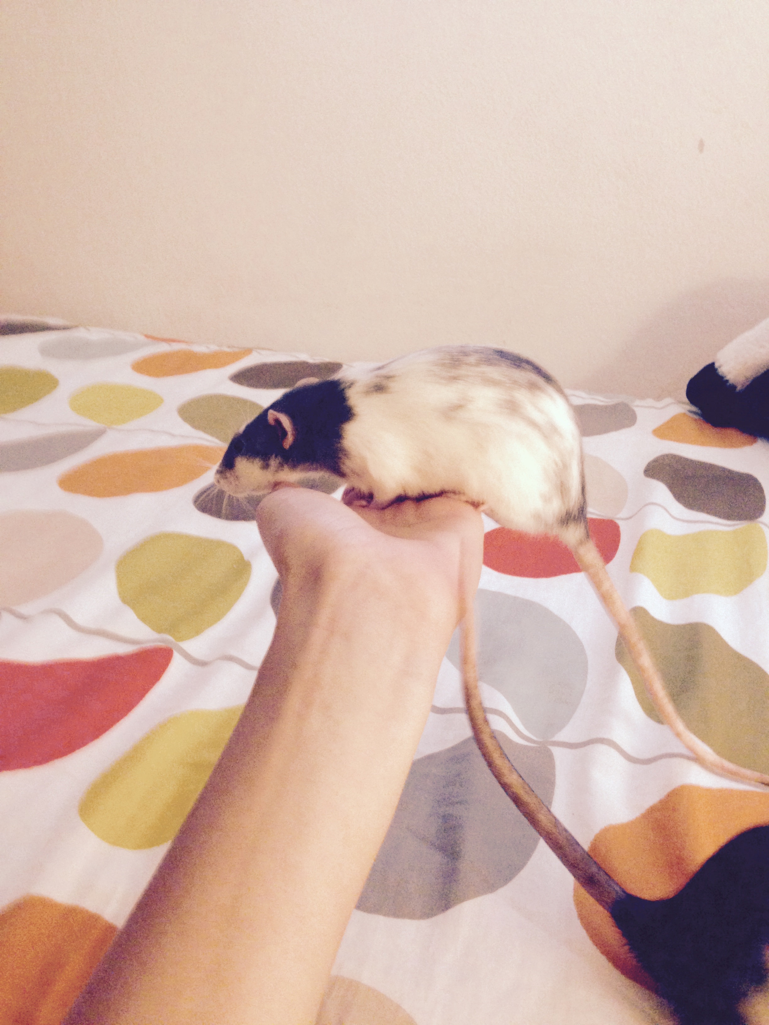 Savvy Rats (9).jpg