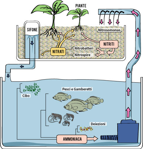 Schema-Acquaponica.jpg