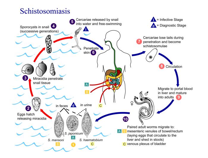 Schistosomiasis_Life_Cycle.jpeg