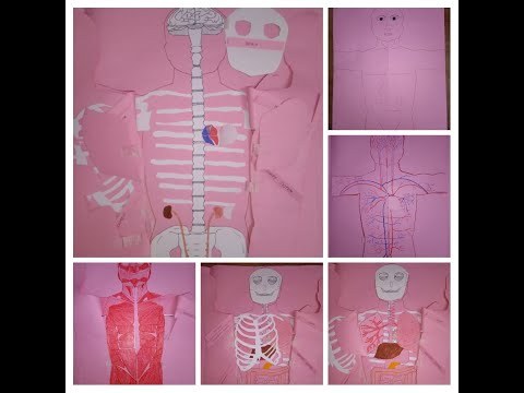 Science Craft - Human Anatomy!
