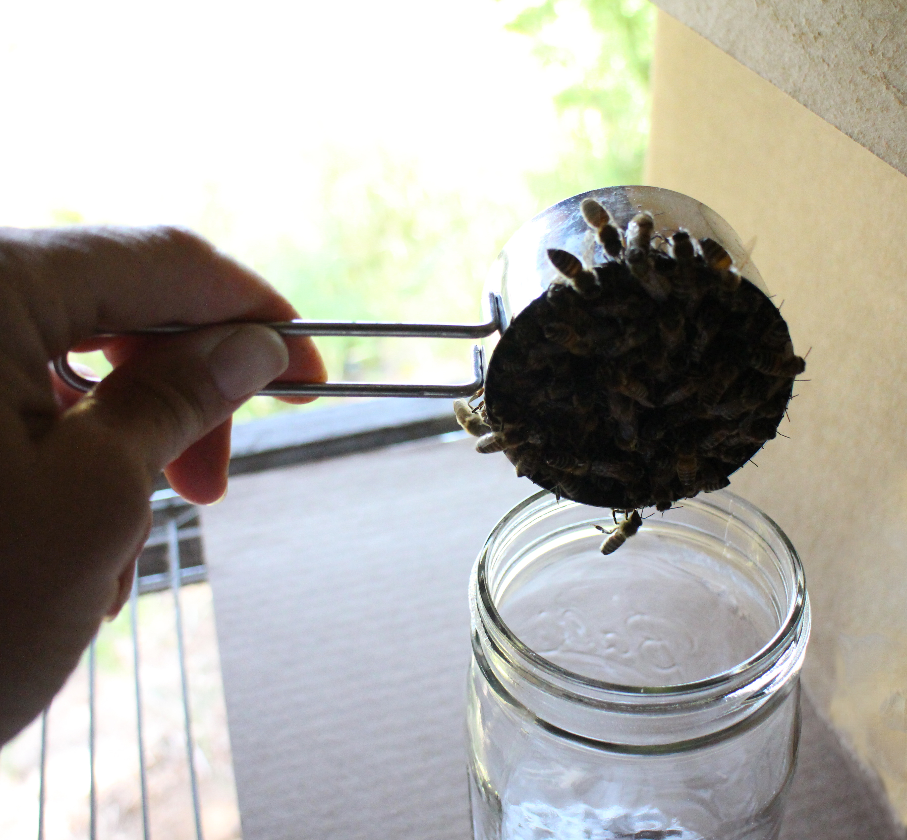 Scoop bees in jar from measuring.jpg