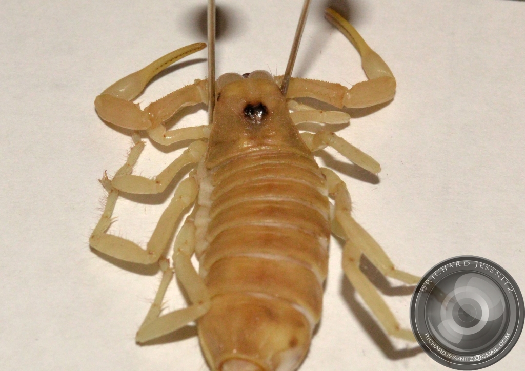 Scorpion Dry Mount 2012-10-23 017.JPG