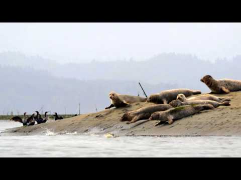 Seals on an Oregon Island Beach