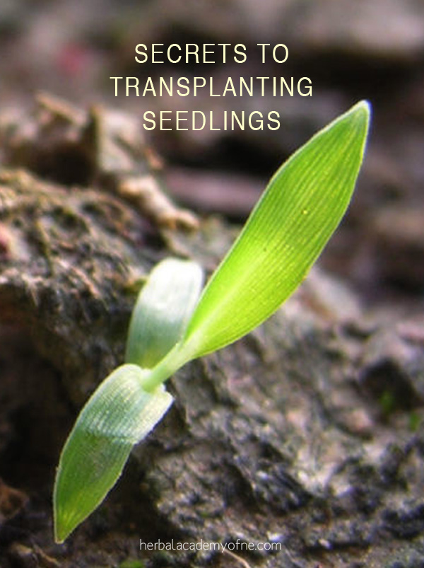 Secrets-To-Transplanting-Seedlings.jpg