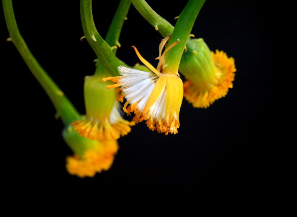 SeneciodesflersiiOpenSeedHead2Small.jpg