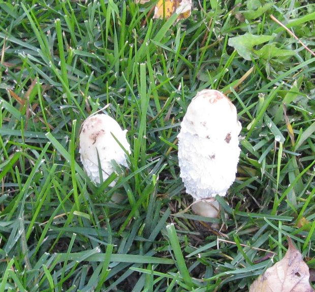 Shaggy Ink Cap 1.jpg