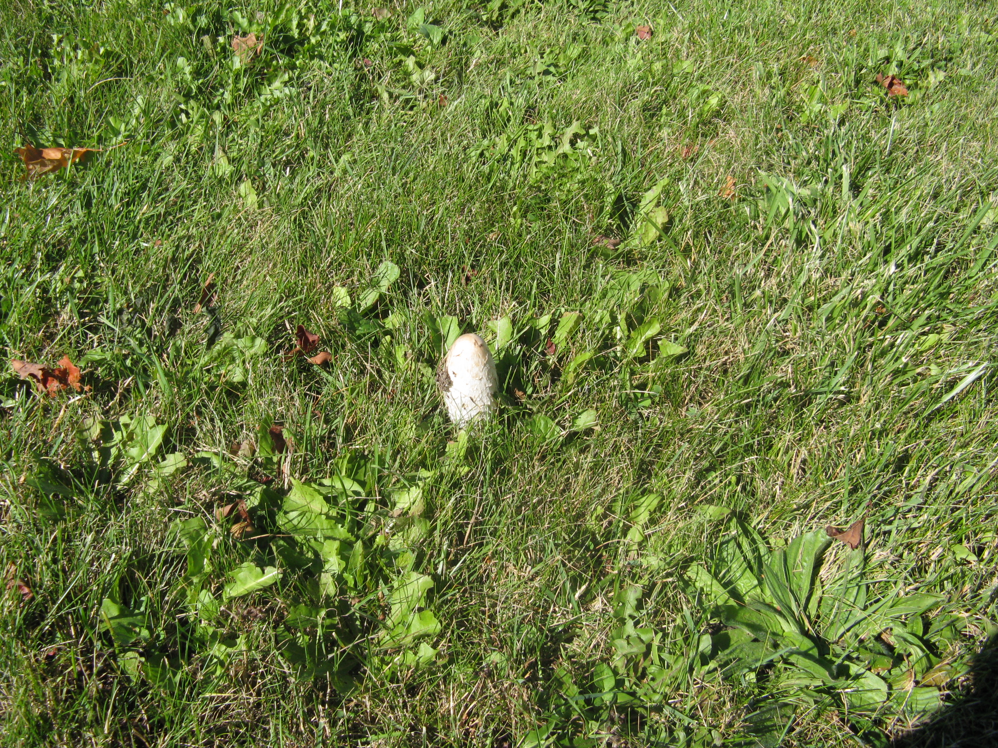 Shaggy Ink Cap 2.JPG