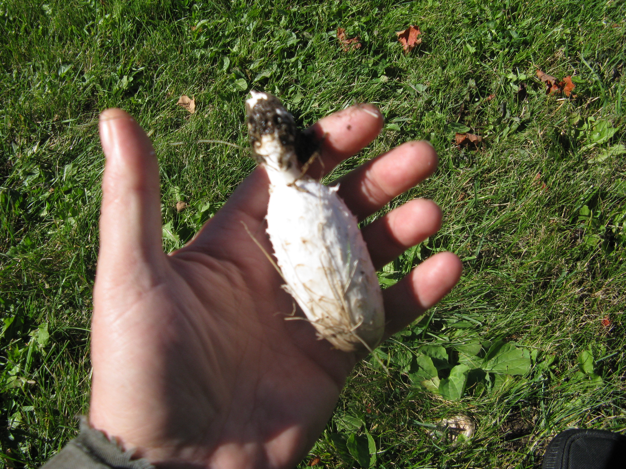 Shaggy Ink Cap 3.JPG