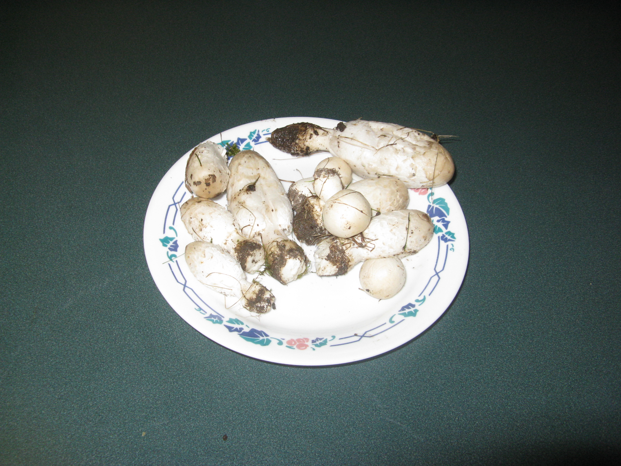 Shaggy Ink Cap 5.JPG