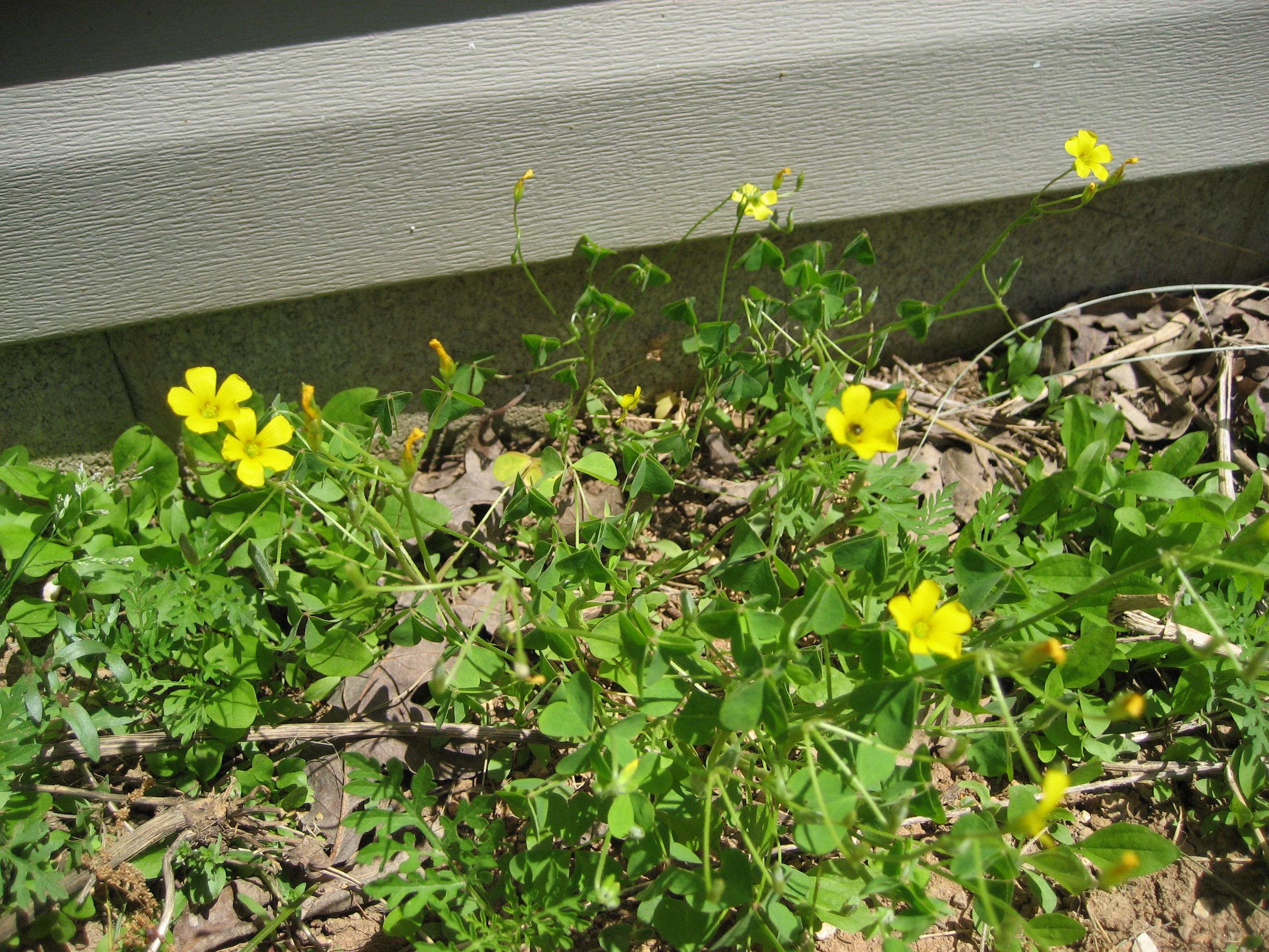 Sheep Sorrel 