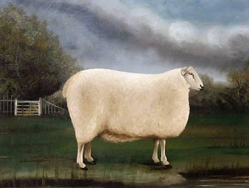 Sheep.jpg
