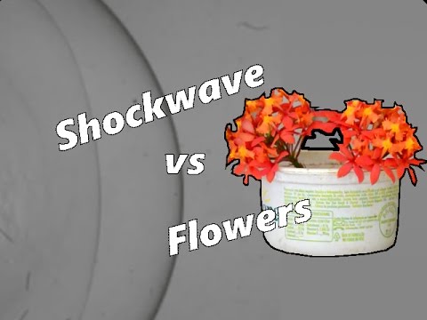 Shockwave vs Flowers (How to build your homemade shock tube)