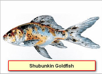 Shubunkin Goldfish.jpg