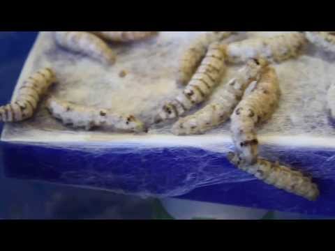 Silk worms spinning layup