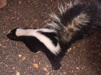 Skunk w tail up.jpg