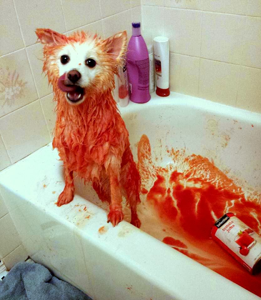 Skunked dog wash w tomato juice.jpg