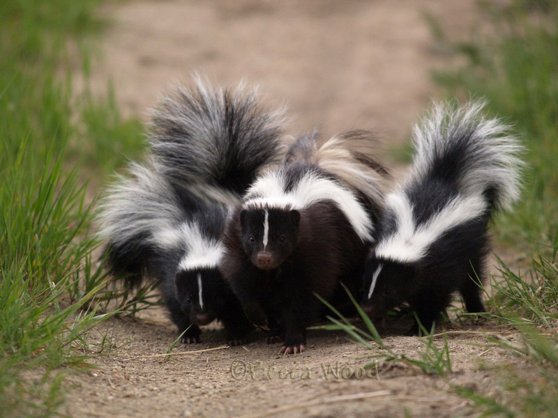 Skunks head on.jpg