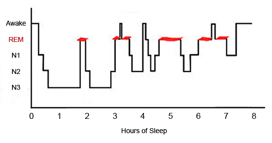 Sleep Cycle.png